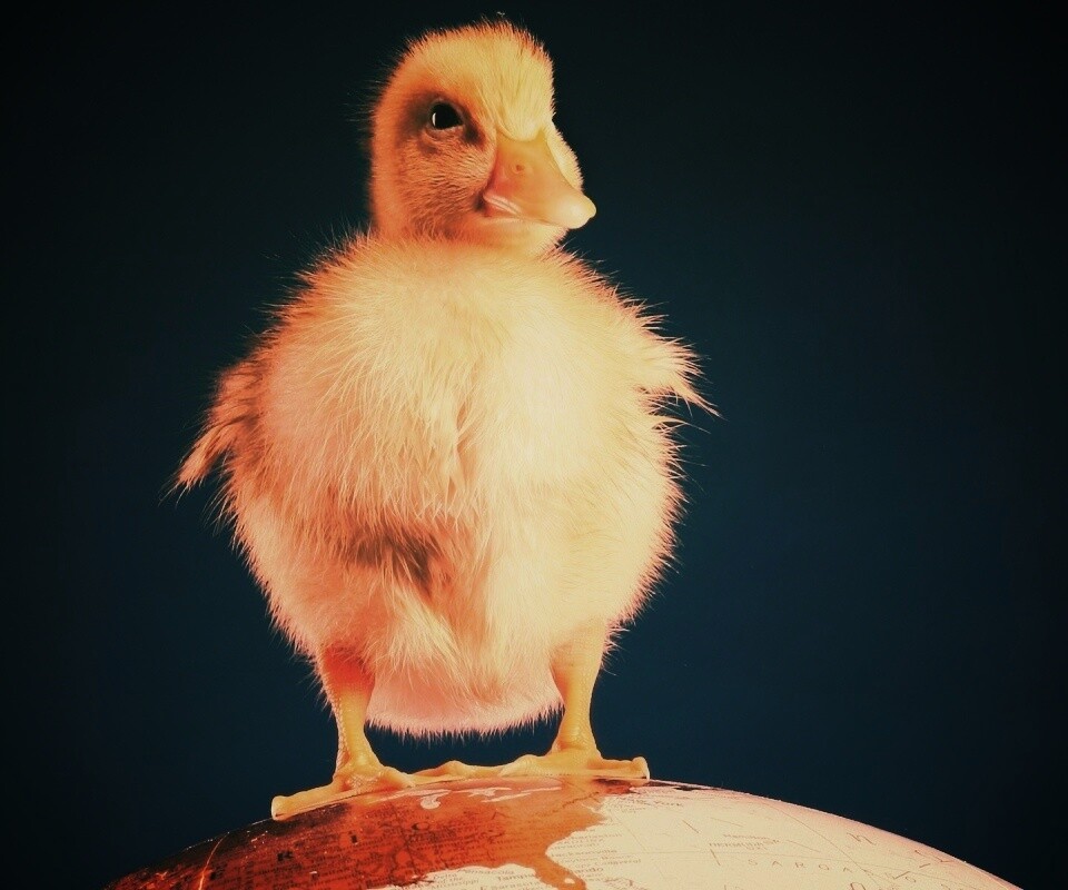 Утёнок на глобусе обои