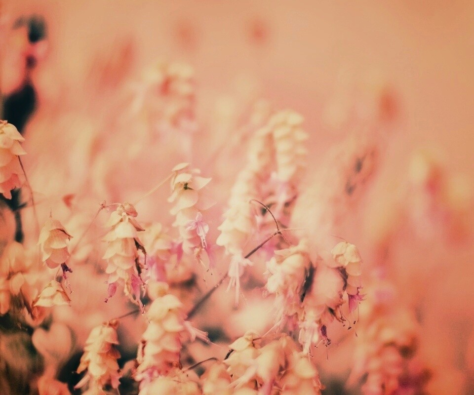 Висящие цветочки обои