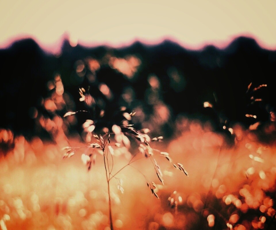 Трава на солнце обои