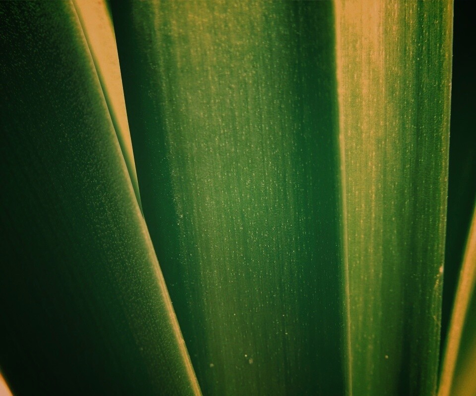 Сочная травинка обои