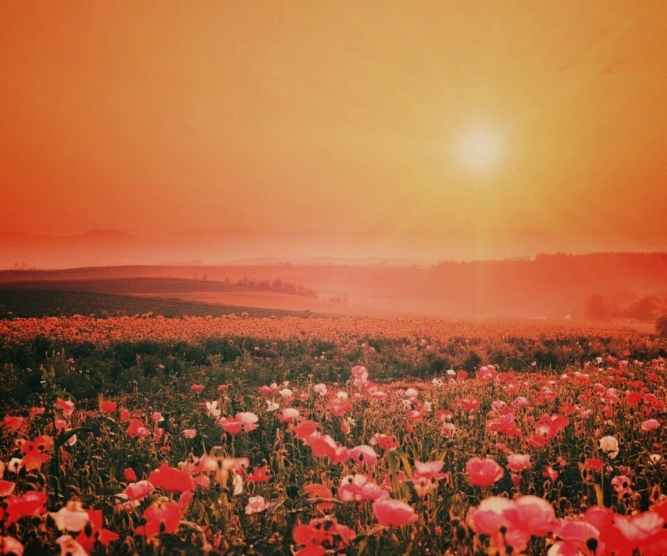 Цветущие поля обои