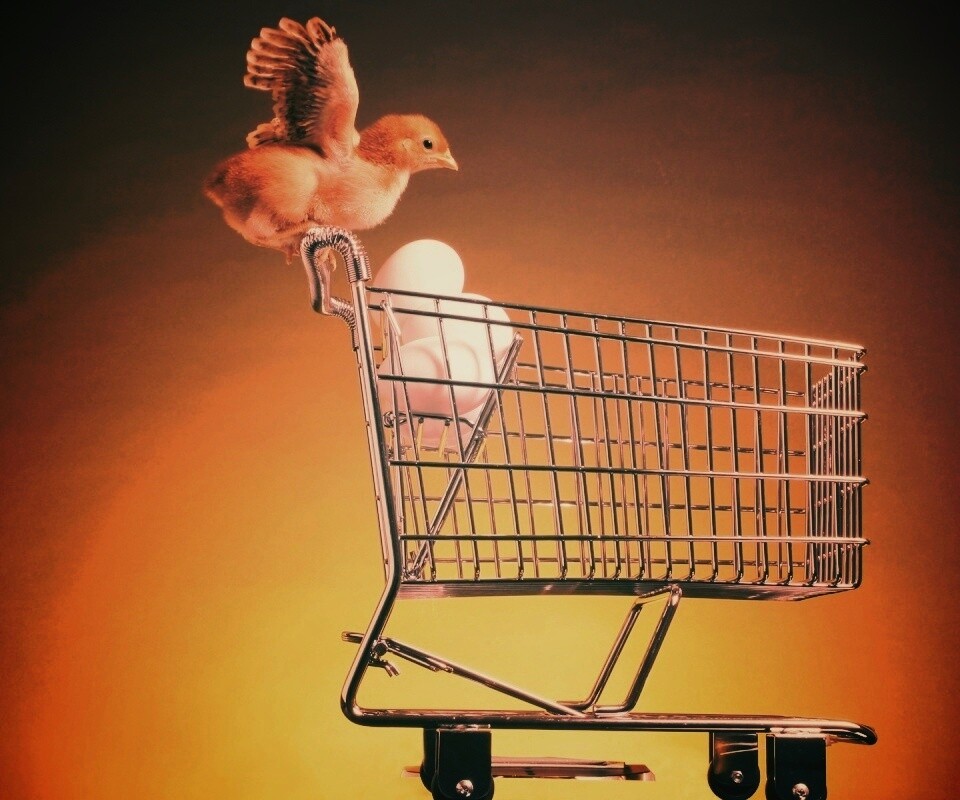 Цыплёнок покупает яйца обои