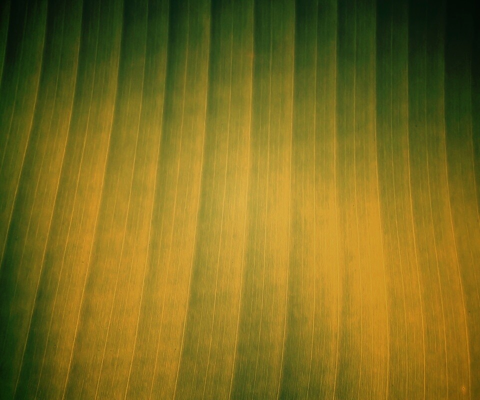 Травяные полосы обои