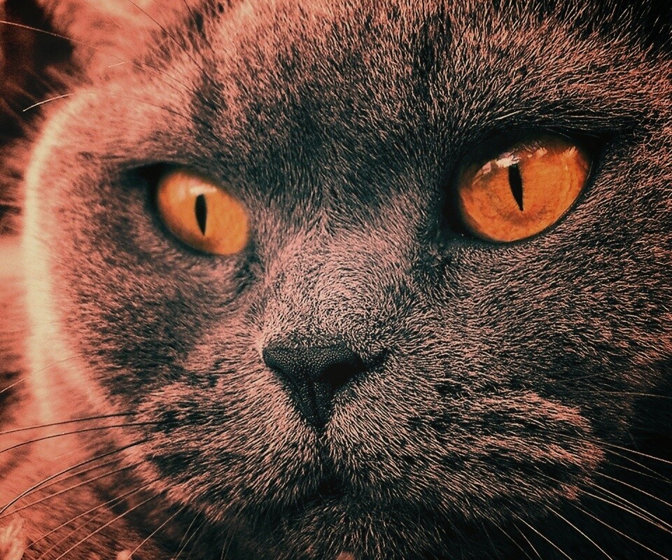 Кот с оранжевыми глазами обои
