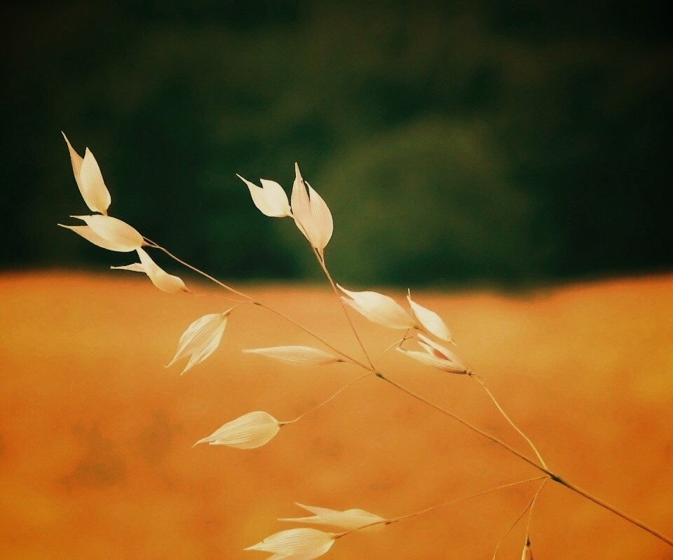 Белые полевые цветочки обои