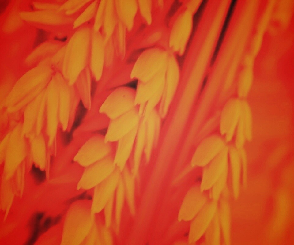 Оранжевое соцветие обои