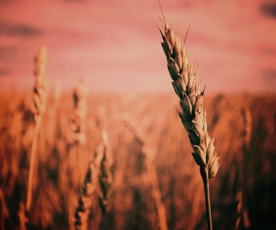 Колосок обои