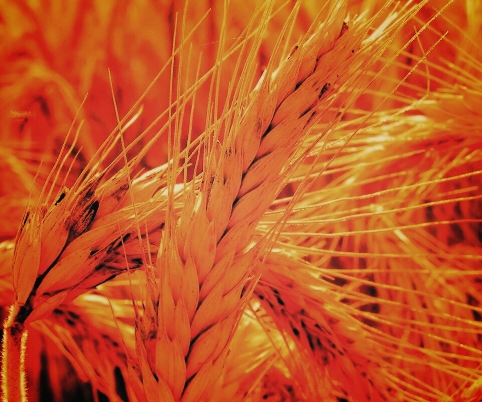 Зреющий колос обои