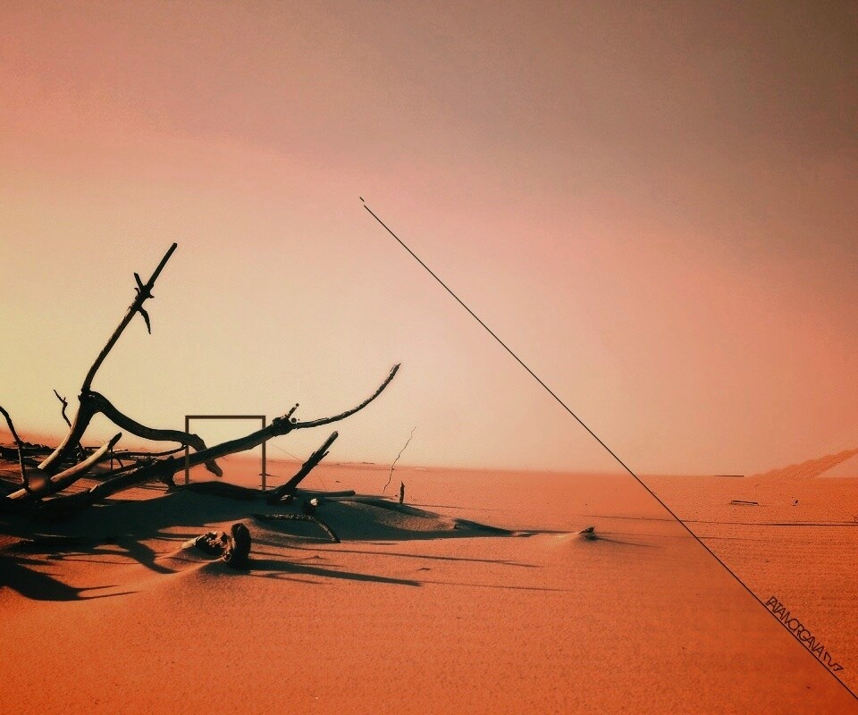 Сухостой в песках обои