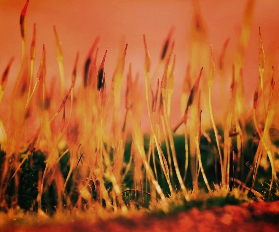 Тонкие ростки обои