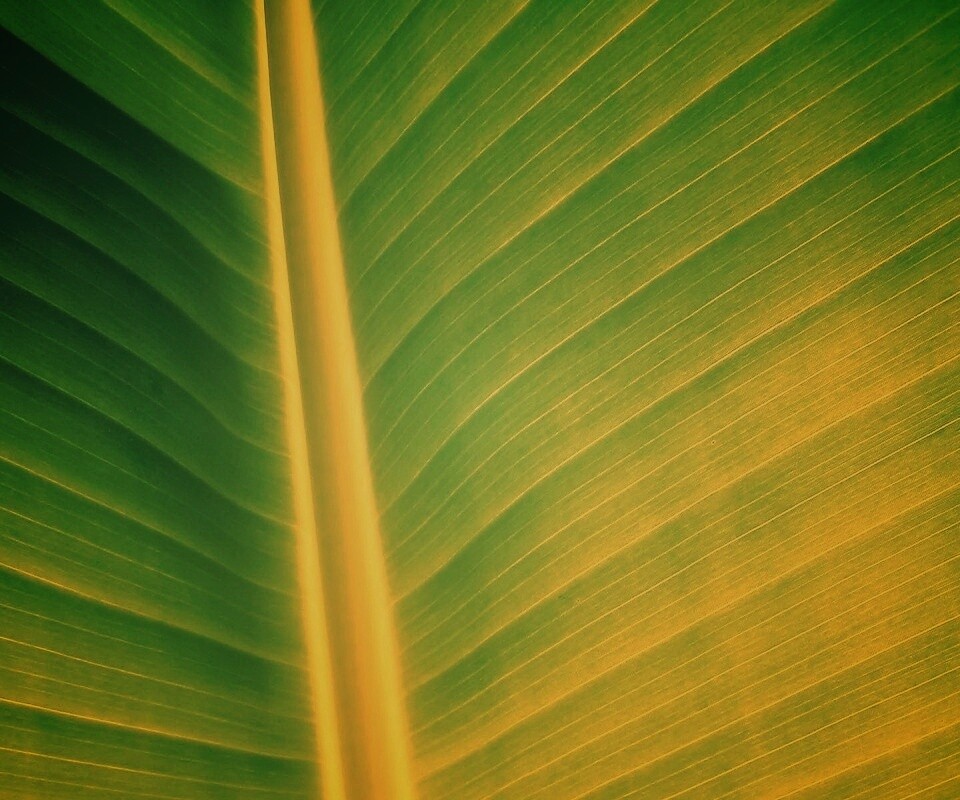 Желтый черенок листа обои