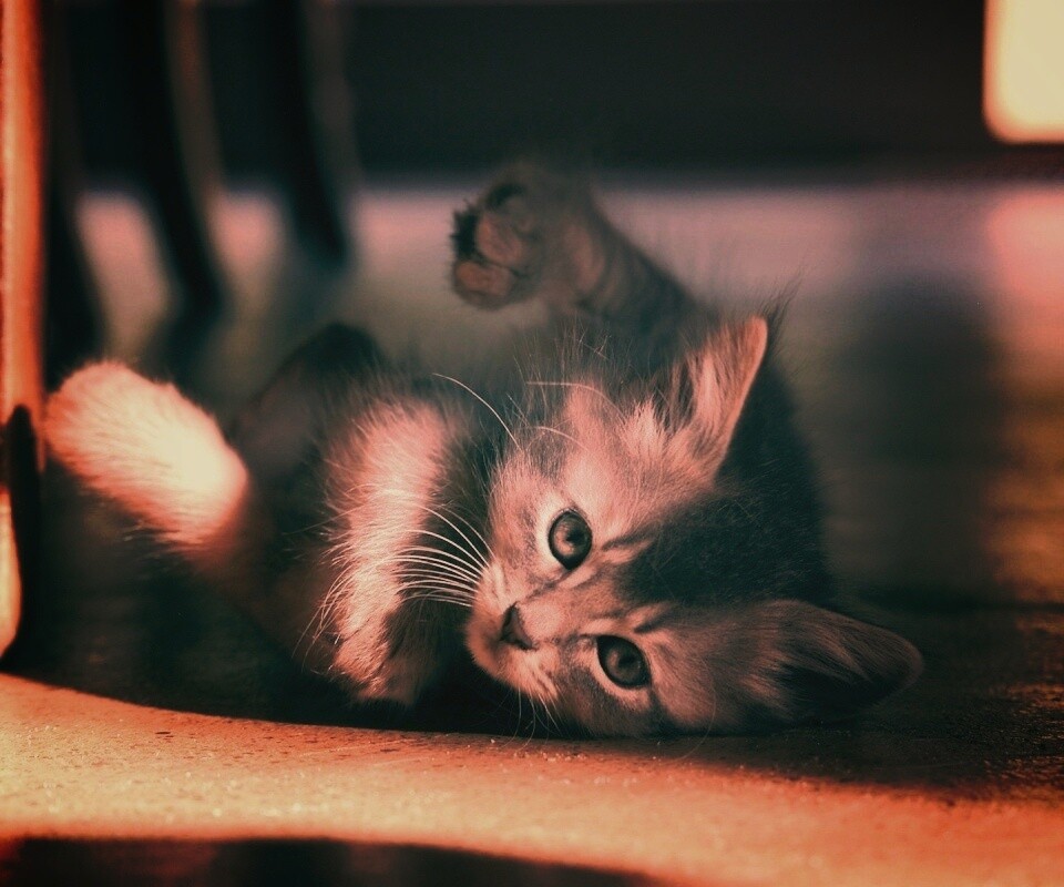Котенок играет под стулом обои