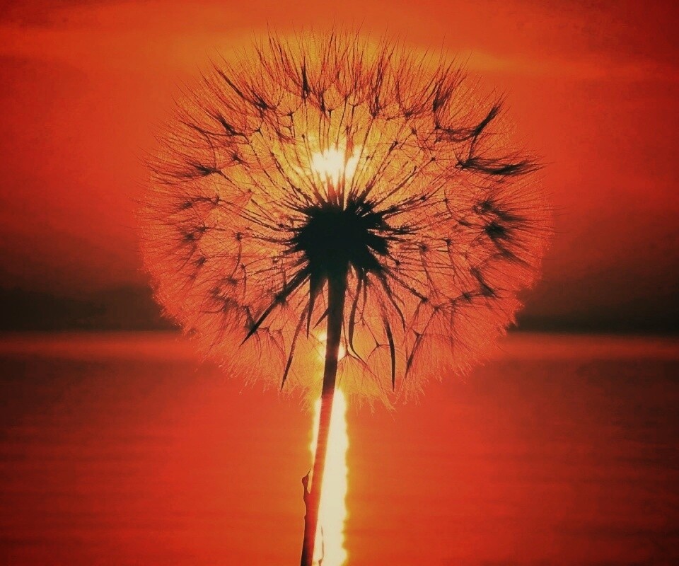 Одуванчик на закател обои