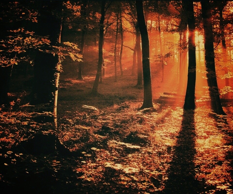 Лес в золотом сиянии обои
