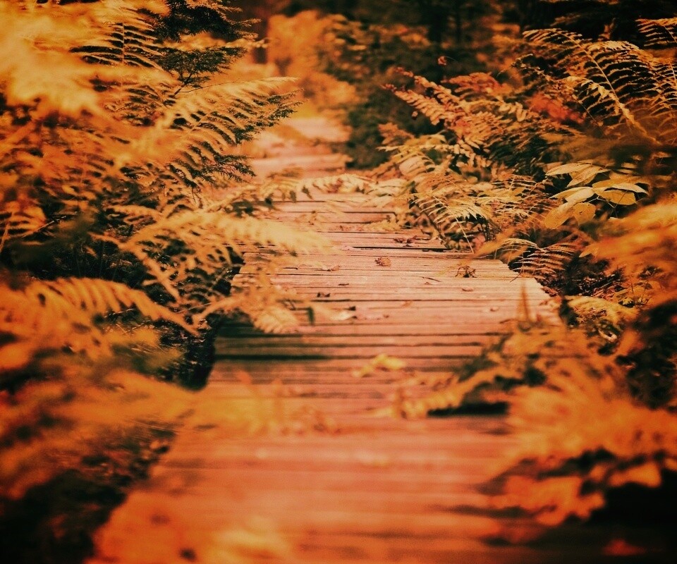 Деревянная дорожка обои