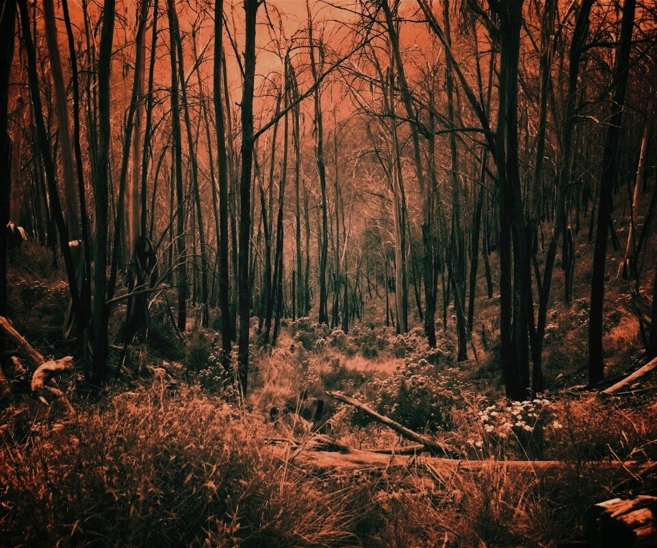 Мрачная чаща обои