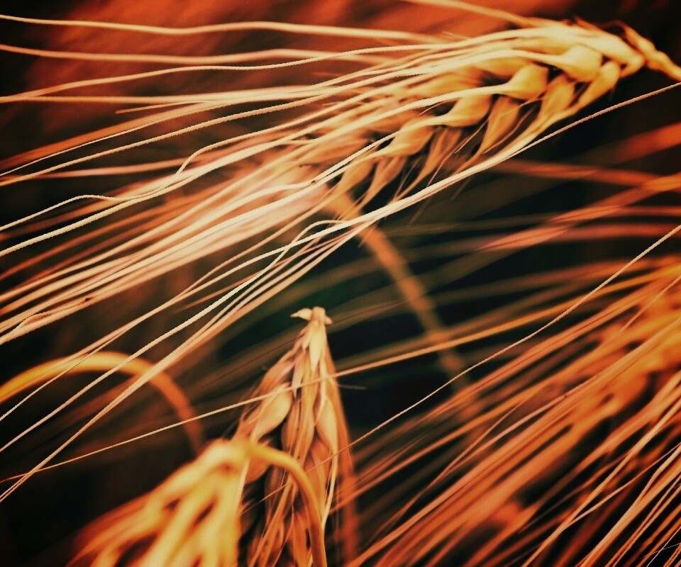 Лохматые колосья обои