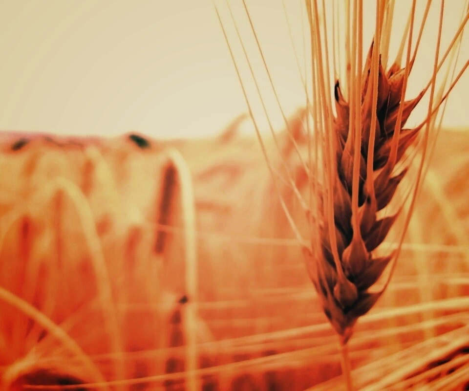 Короткий колос обои