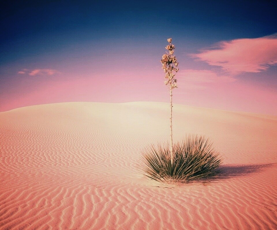 Растение среди пустыни обои