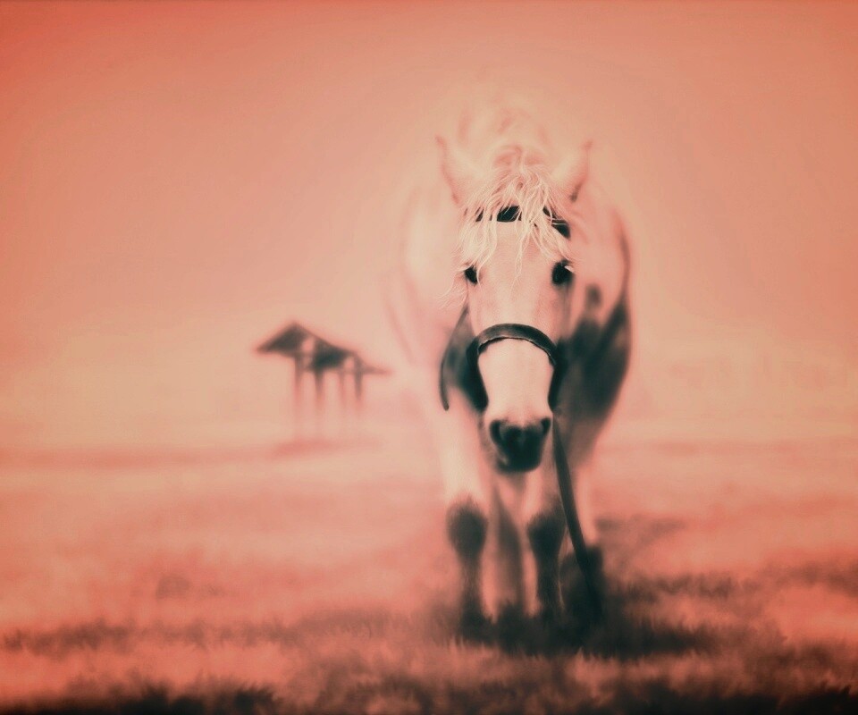 Лошадка обои