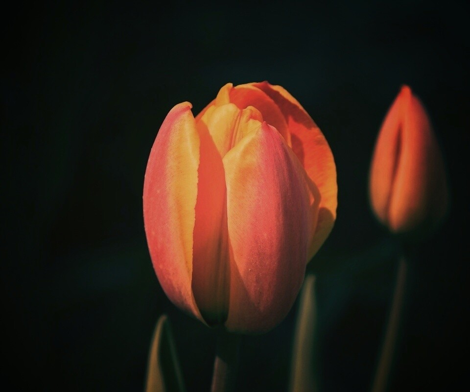 Распускающийся тюльпан обои