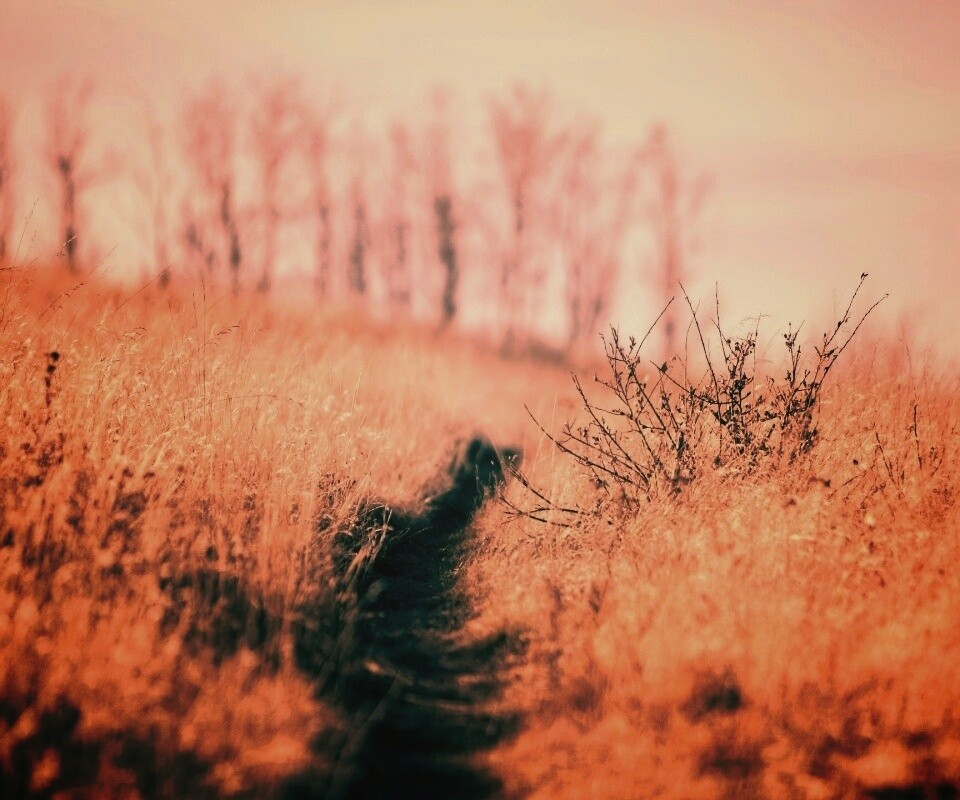 Тропинка в поле обои