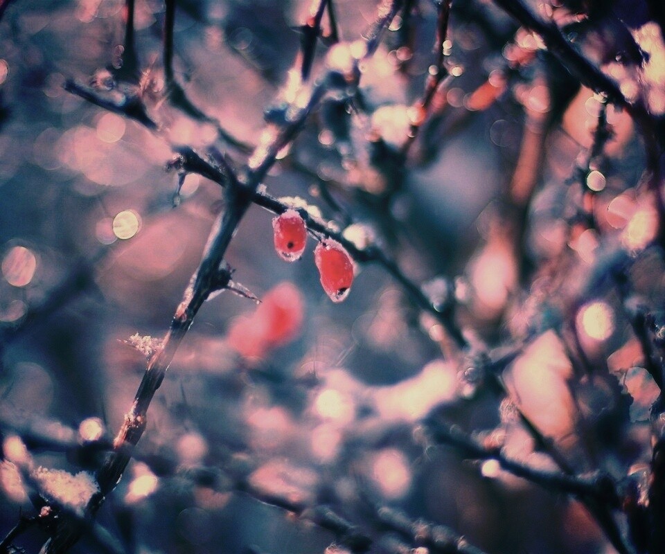 Замерзшие ягоды обои