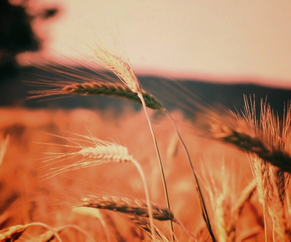 Колоски на ветру обои