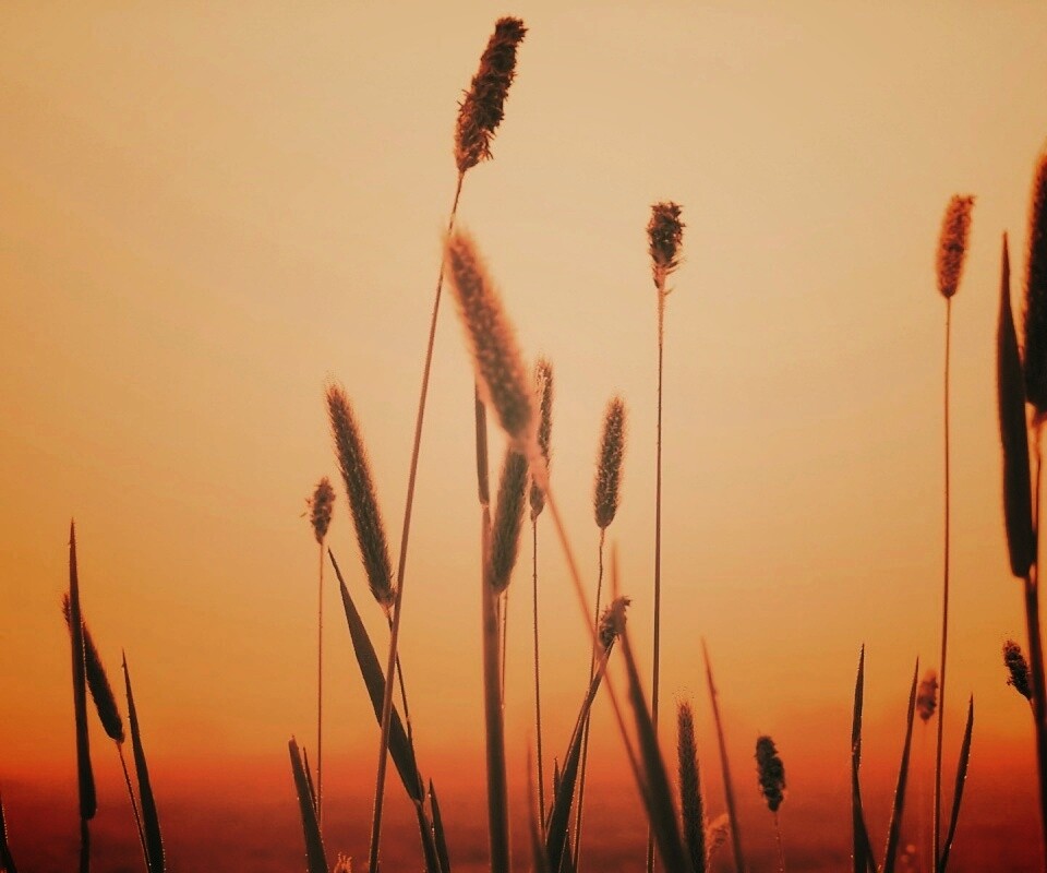 Травинки на фоне золотого неба обои