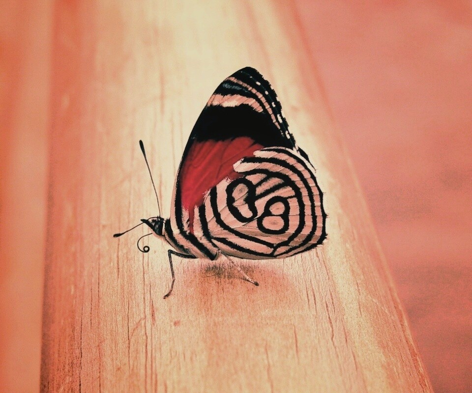 Бабочка на бревне обои