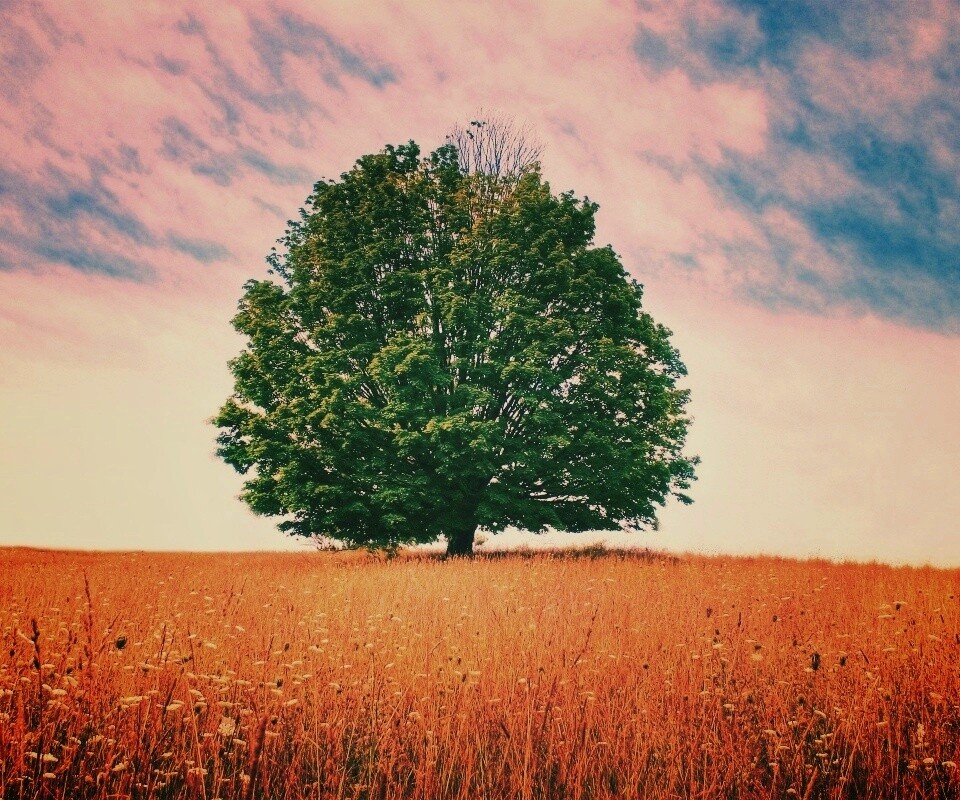 Зеленое дерево в желтом поле обои