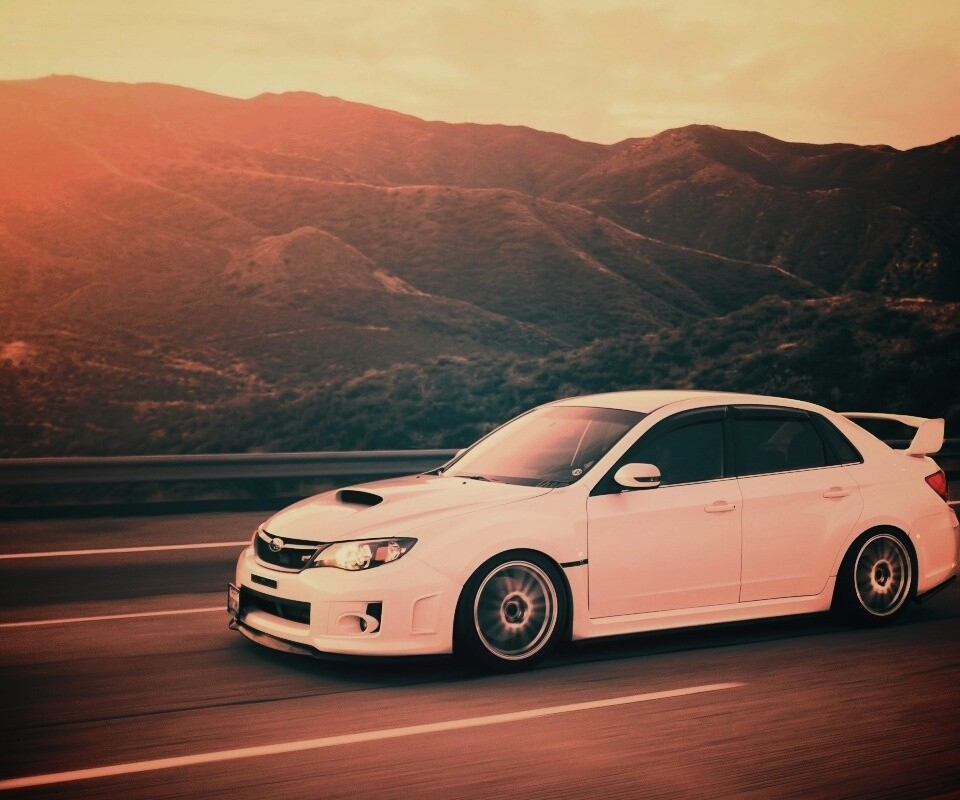 Белый субарь на тарссе обои