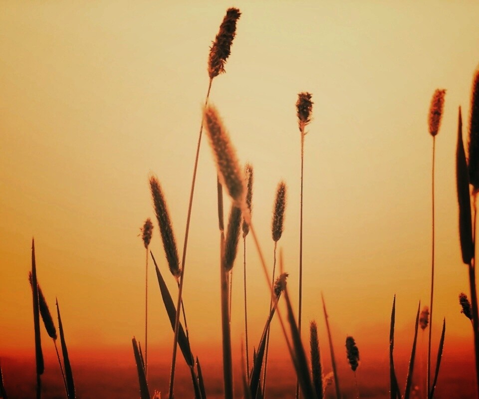 Травинки на закате обои