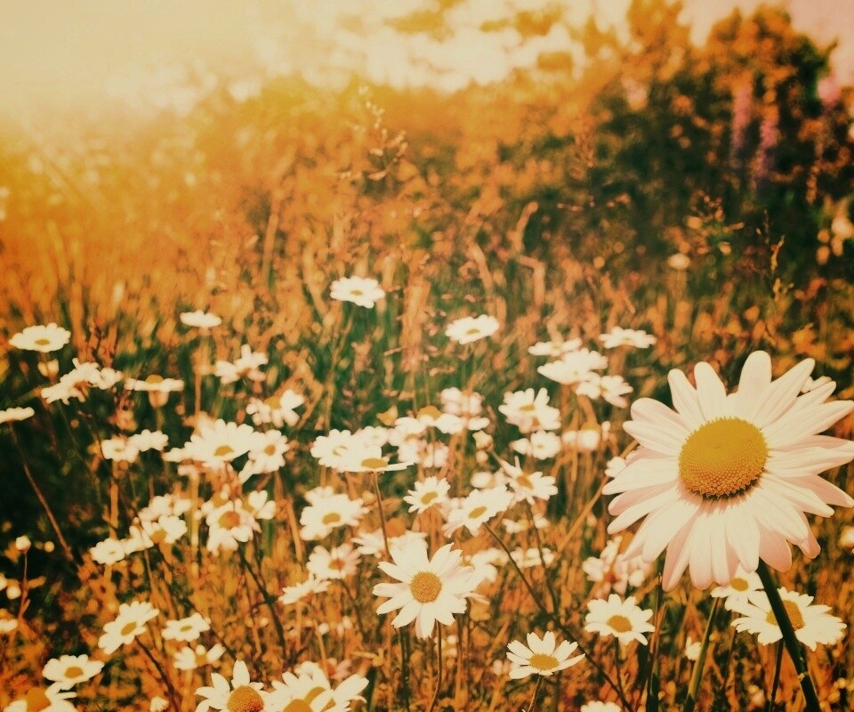 Солнечные ромашки обои