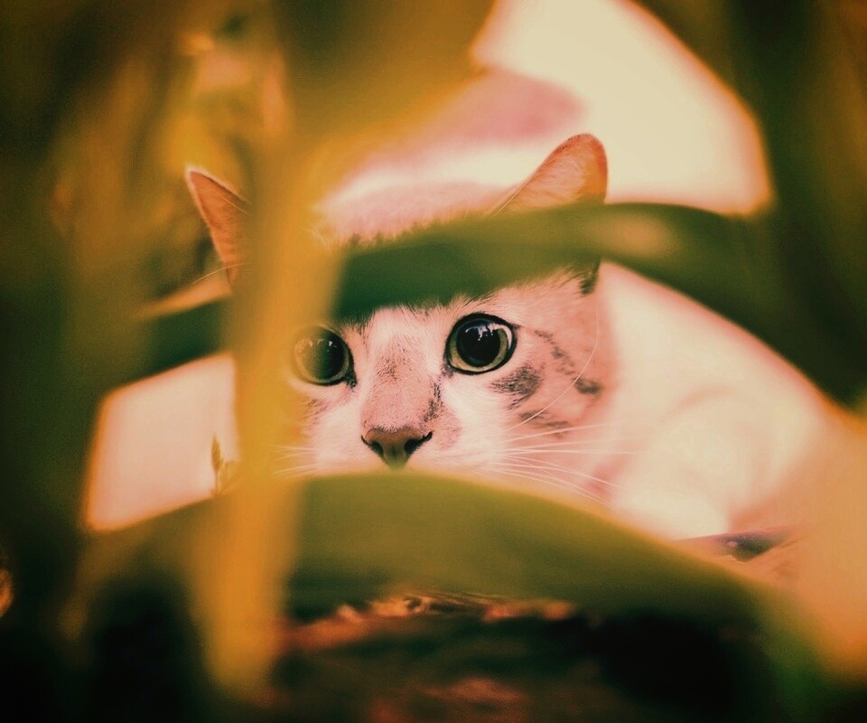 Кот в засаде обои