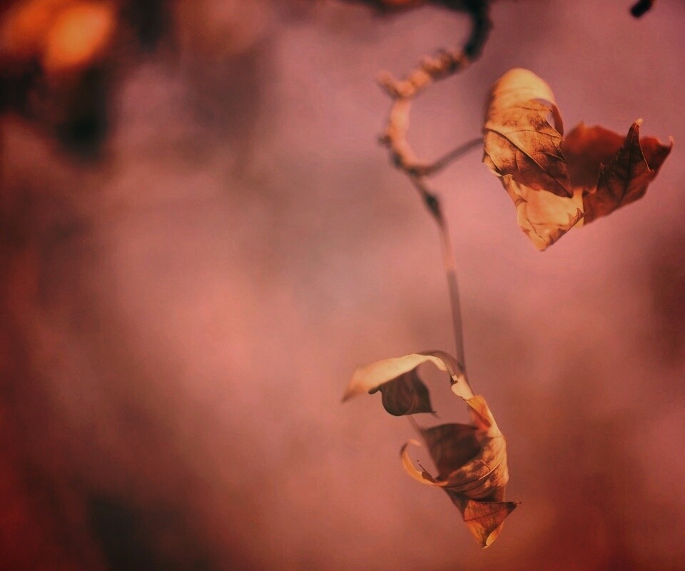 Увядшие листья обои