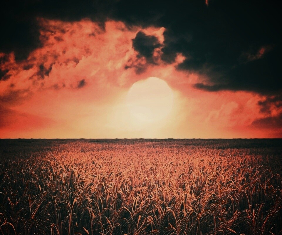 Закат над пшеничным полем обои