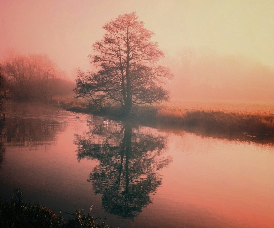 Дерево в тумане обои