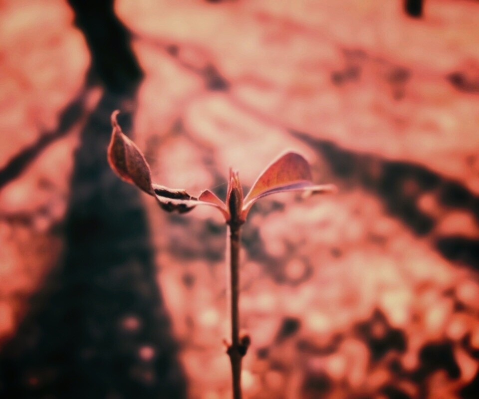 Красный росток обои