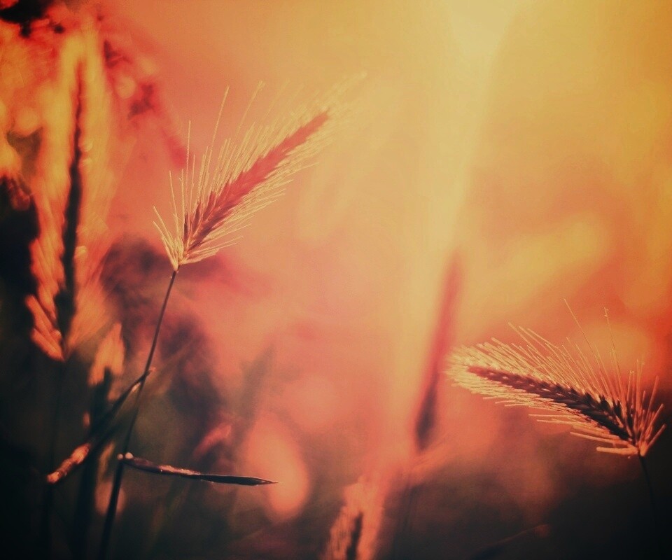 Травинки на солнце обои