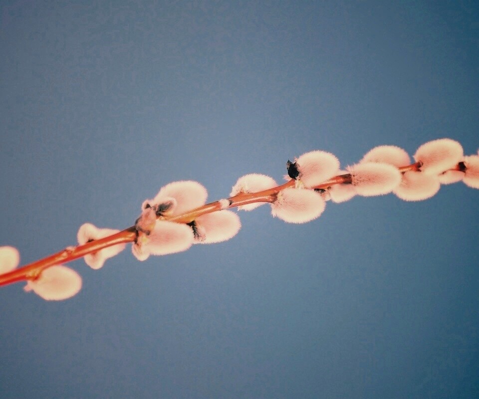 Пушистые почки обои