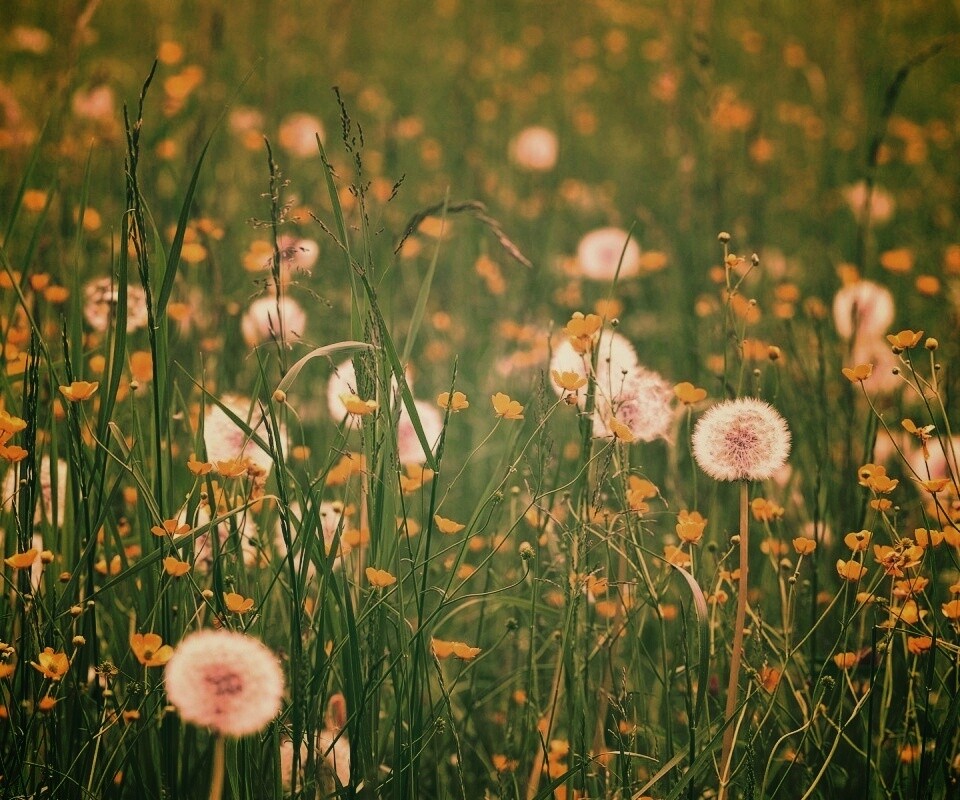Поле одуванчиков обои