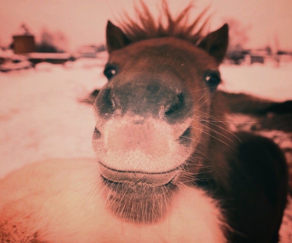 Морда пони обои