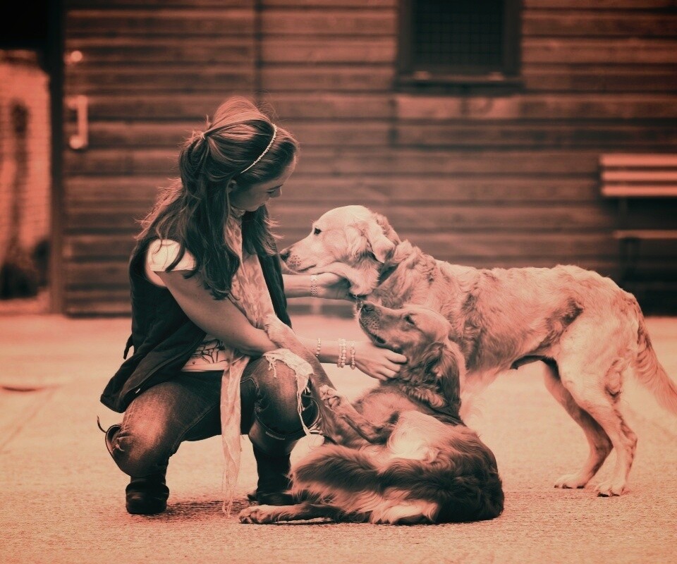 Девушка с собаками обои