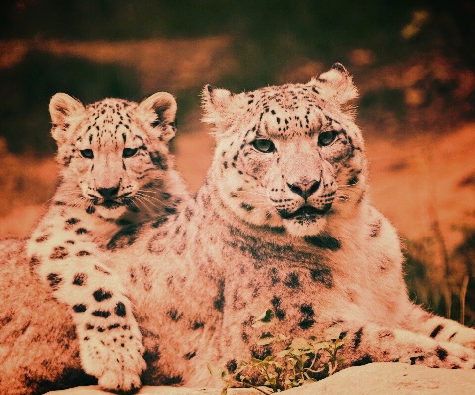 Самка снежного барса с котенком обои