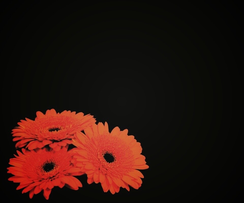 Красные герберы обои