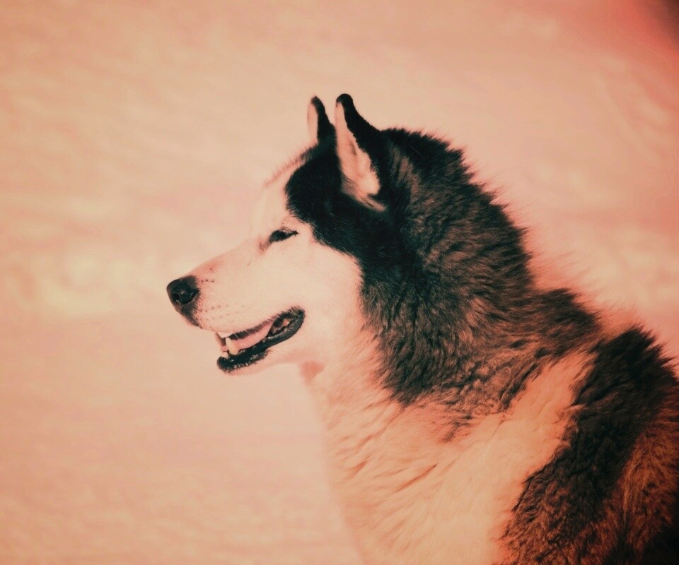 Хаска улыбается обои