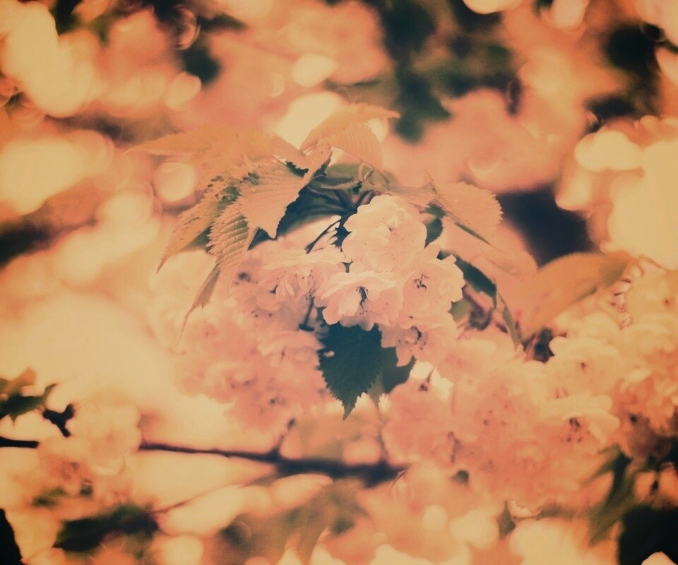 Цветущее дерево обои