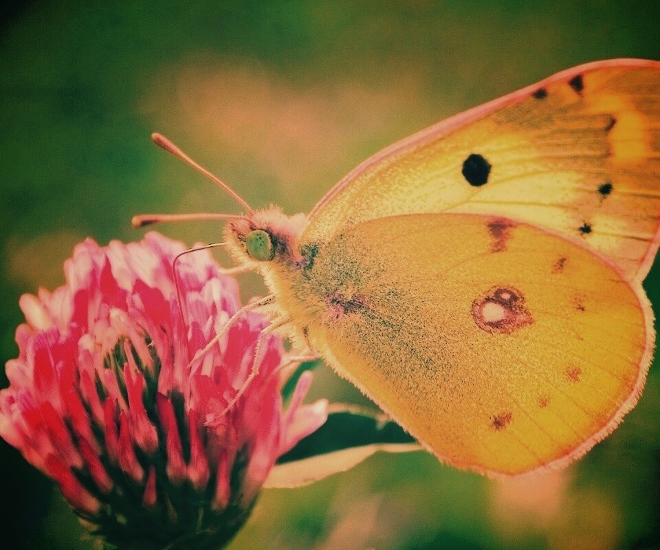 Бабочка на клевере обои