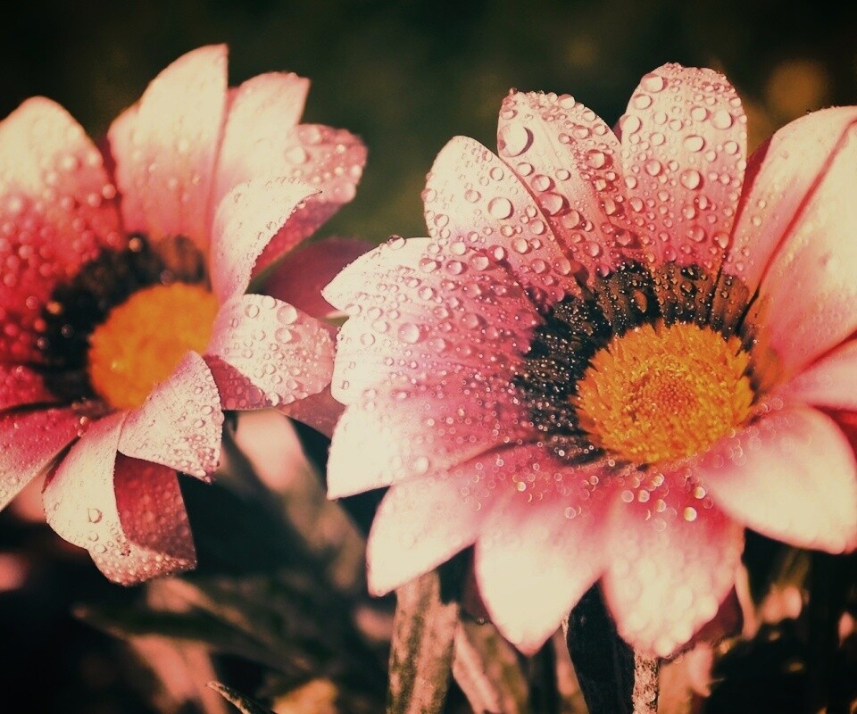 Два цветка обои